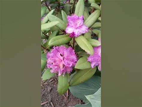 Рододендрон вечнозеленый "Alfred" | Rhododendron "Alfred" - YouTube