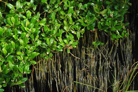 Avicennia Germinans