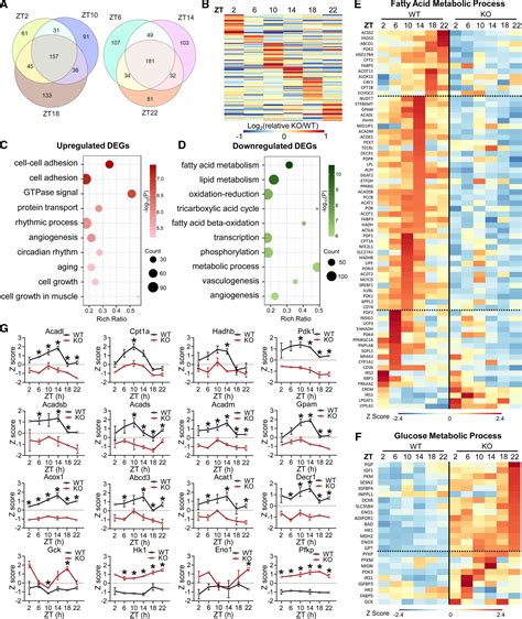 Myocardial Rev Erbmediated Diurnal Metabolic Rhythm And Obesity