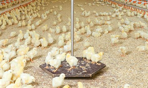 Poultry Weight Scale | Poultry Scale for Broilers | Big Dutchman USA