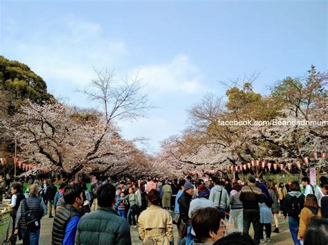 東京 賞櫻 上野恩賜公園 豆豆日遊