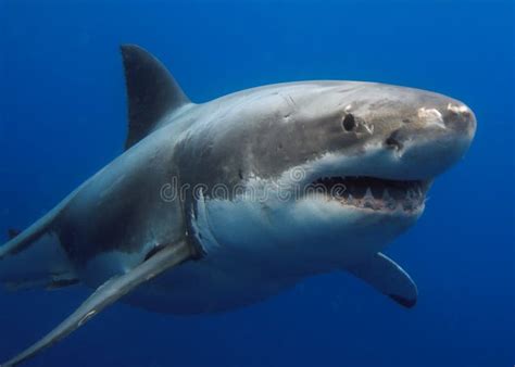 10 791 Photos De Requin Blanc Photos De Stock Gratuites Et Libres De