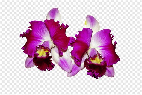 Orchids Flower Desktop Flower Purple Violet Png Pngegg