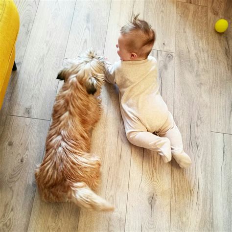 Керн Терьеры "Литтл Сквайр" LSq©