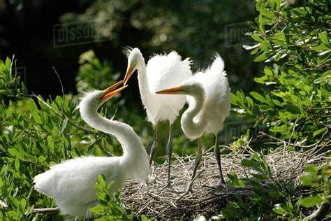 Great Egret Ardea Alba Juveniles Inside Nest Of Oak Tree Alligator