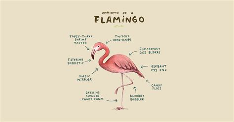 Anatomy Of A Flamingo Flamingo T Shirt Teepublic