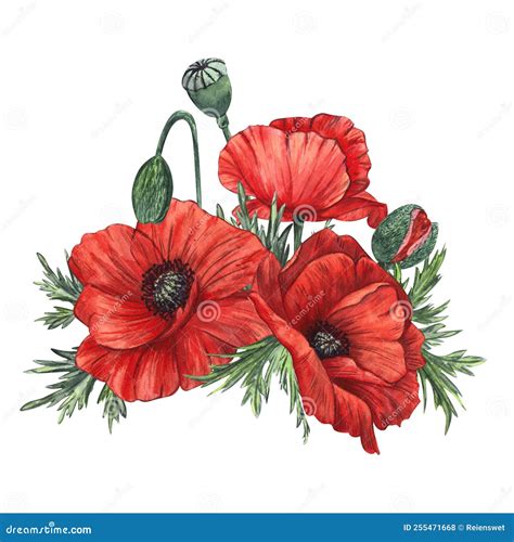 A Composition Of Flowers And Buds Of Red Poppy Painted In Watercolor