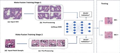 The Workflow Diagram Of Histo Fusion Domain Specific Learning The