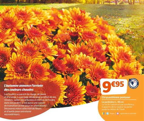 Promo Chrysanth Me Pompon Chez Jardiland