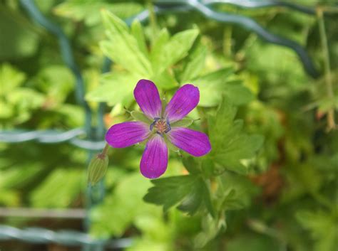 沼泽Cranesbill 天竺葵 花 Pixabay上的免费照片 Pixabay