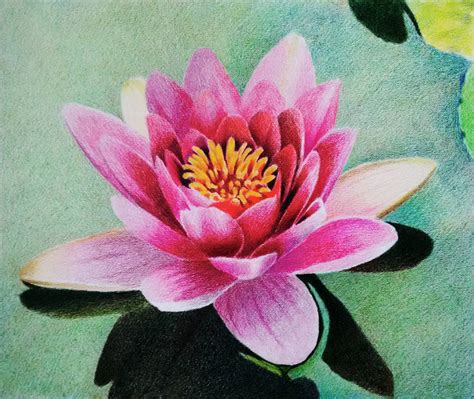 Water lily - Prismacolor Colored pencil - layering by f-a-d-i-l on DeviantArt