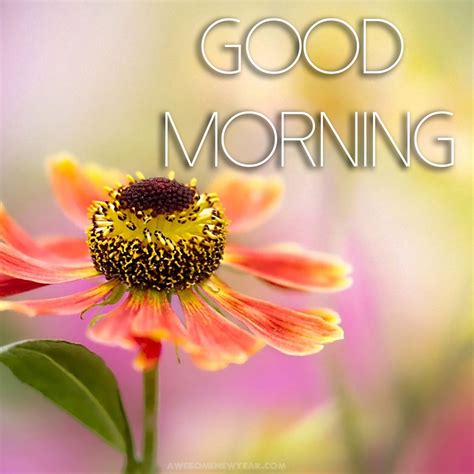 Images By Lalit Rana On Morning Wishes Good Morning Images