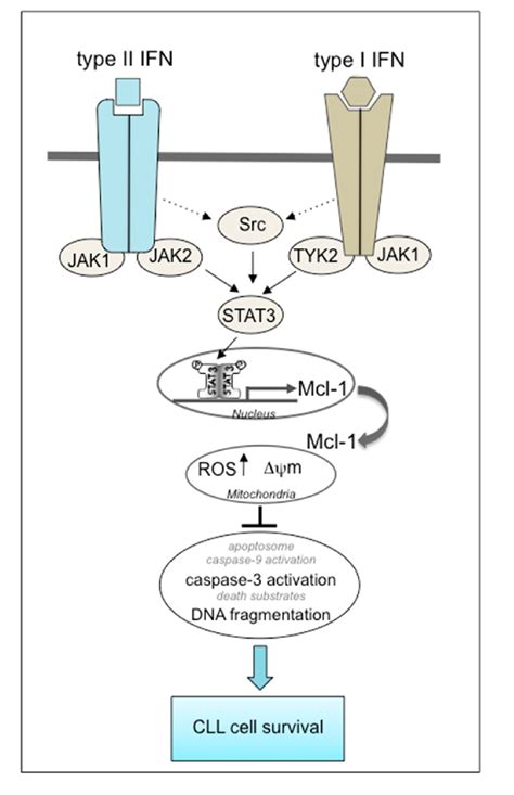 Putative Model For The Involvement Of Cell Signaling Pathways In The Download Scientific