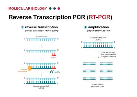 Transcription Diagram Biology