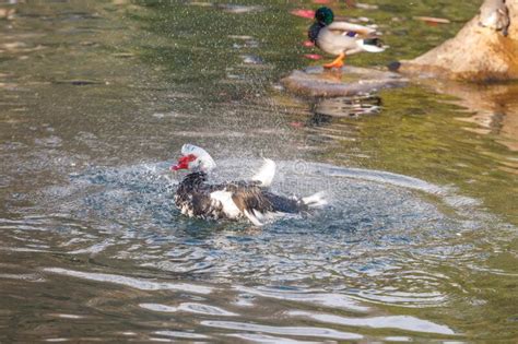 El Pato Almizclero Aletea Sus Alas En El Agua Dando Un Chapoteo Foto