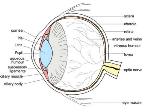 Human Eye Diagram