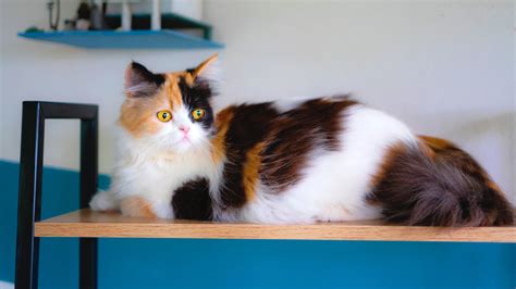 Calico Cats Genetics