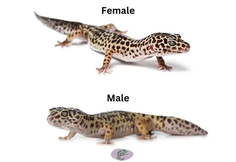 How To Sex A Leopard Gecko Male Vs Female • Cozy Lizard