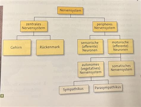 Neuro Gesamt Karteikarten Quizlet