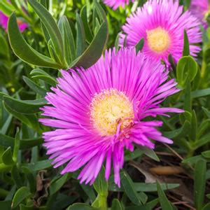 Pigface Archives - Garden Express