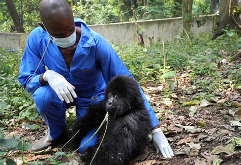 How Is Gorilla Habituation Different From Gorilla Trekking Safari