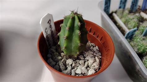 How To Grow Cactus From Seed With Demo Video And Tips Dengarden