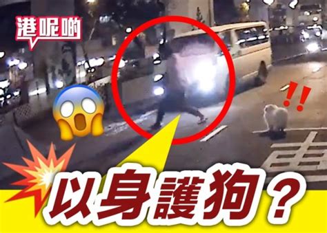 驚險！狗狗奔出馬路 主人護犬心切險捱撞｜即時新聞｜港澳｜oncc東網