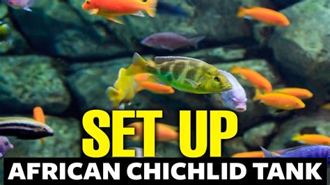 How To Setup An African Cichlid Tank Youtube