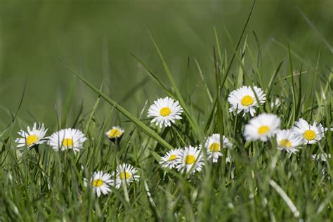 Free Images Landscape Nature Outdoor Field Lawn Meadow Prairie