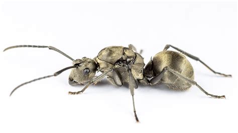 Polyrhachis Spiny Ants — The Wild Martin