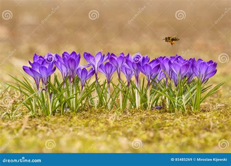 Mellifera Dos Apis Da Abelha Abelha Que Voa Sobre Os A Afr Es Na