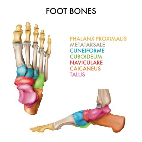 Composición Infográfica De Los Huesos Del Pie 3500682 Vector En Vecteezy