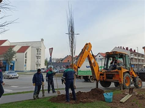 Po Etak Sadnje Novih Stabala U Ulici Dr Franje Tu Mana Radio Vallis