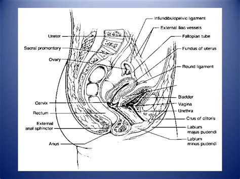 Anatomy Of Female Genital Tract Ppt