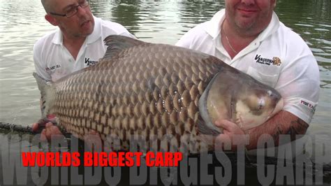 Worlds Biggest Carp Youtube