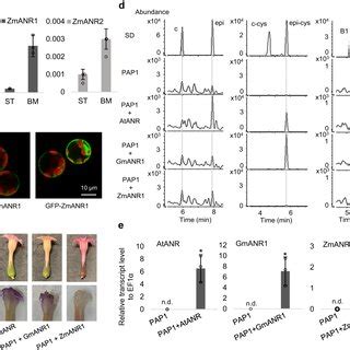 Pdf An Unconventional Proanthocyanidin Pathway In Maize