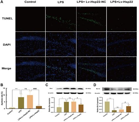 Hsp22 Pretreatment Protects Against LPS Induced Hippocampal Injury By