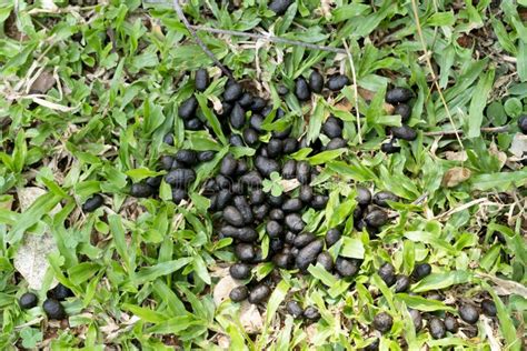 Deer Feces On The Grass Stock Image Image Of Environment 148543051