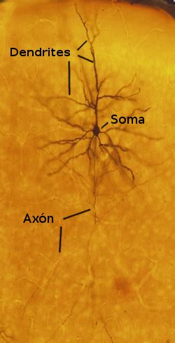 Animal tissues. Nervous tissue. Atlas of Plant and Animal Histology.