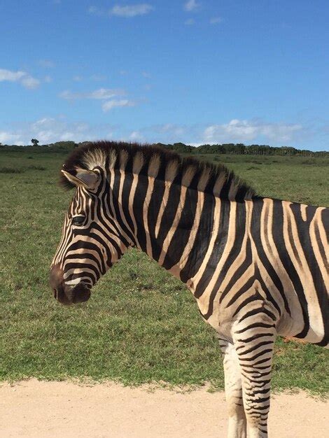 Premium Photo Zebra Standing On Field Against Sky