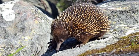 The Power of Echidna Symbolism in Uncovering Mysteries - Spirit Animal ...