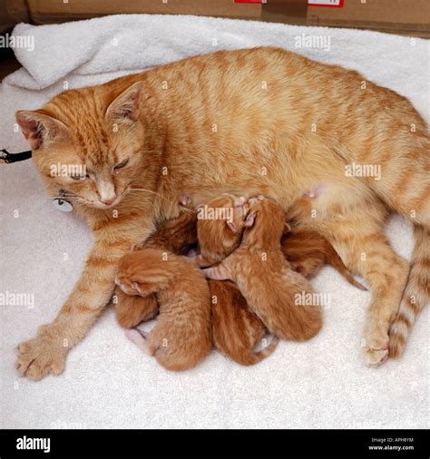 Female Ginger Cat Feeding Five Kittens Stock Photo - Alamy