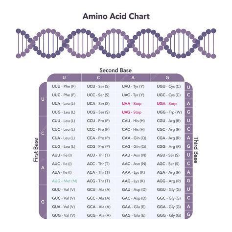 Amino Acids Circle Chart