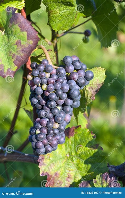 Bunch of violet grapes stock image. Image of branch, farm - 15833107