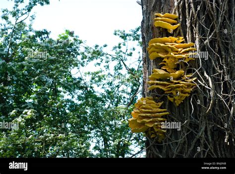 Tree Fungi Hi Res Stock Photography And Images Alamy