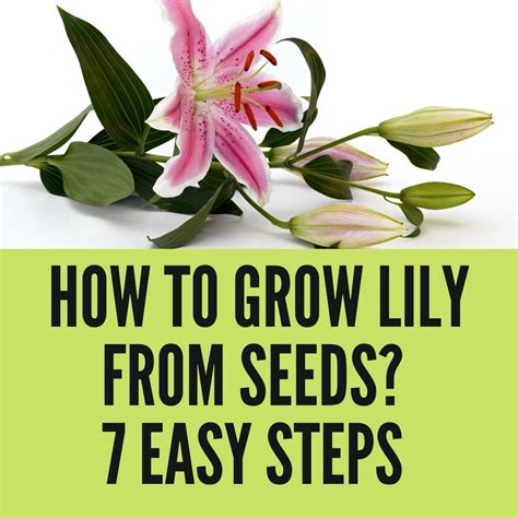 How To Grow Lily From Seeds 7 Easy Steps In 2023