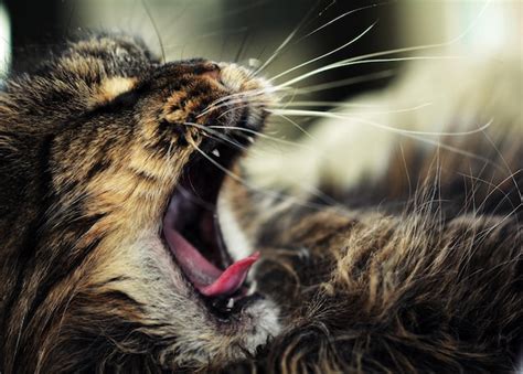 Premium Photo Close Up Of Cat Yawning