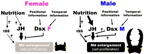 Schematic View Of Developmental Link Between Nutrition And Sex Via Jh