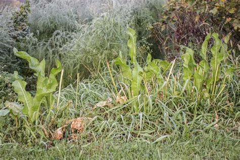 Cooking With Horseradish Leaves Or Greens