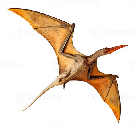 Pteranodon Dinosaur Isolated On Transparent Background 44308331 Png